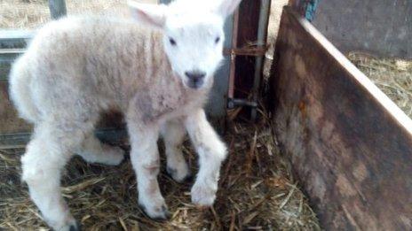 Jake the five-legged lamb