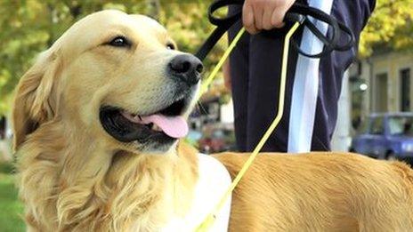 Guide dog in the street with harness on