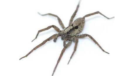 Wolf spider