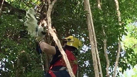 Cat being rescued from tree