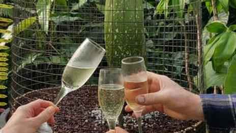 Horticulturists toast Titan Arum