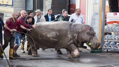 People in Tbilisi with a hippopotamus that had escape from the city's flooded zoo (14 June 2015)