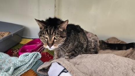 An emaciated cat with shaved fur sits on a pile of blankets.