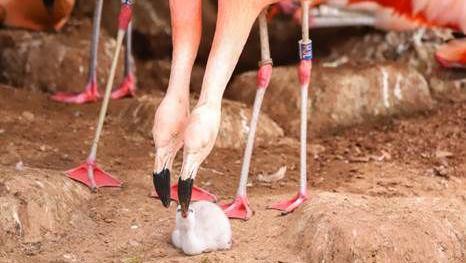 Two flamingos bend down to a small grey fluffy chick sitting on sandy ground