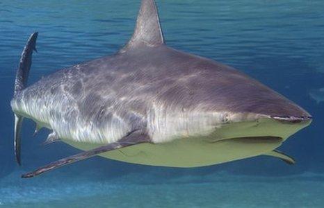 A bull shark