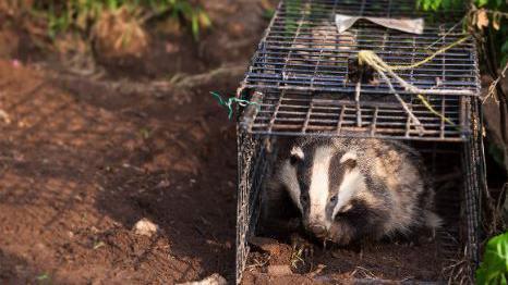 A badger in a cage which is on the ground outdoors 