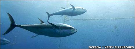 Bluefin tuna