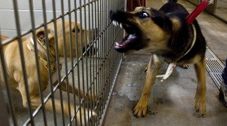 Two dogs facing off