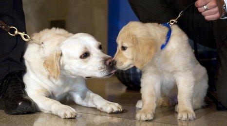 Golden Retriever puppies