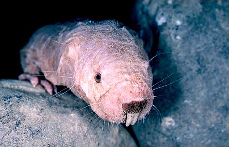 Naked mole rat (SPL)