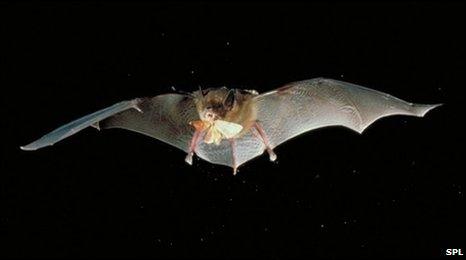 Big brown bat hunting a moth (SPL)