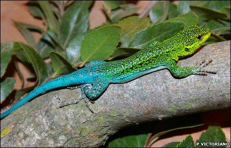 Male Liolaemus tenuis lizard