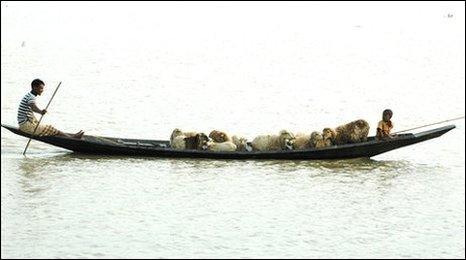 Sheep being ferried to higher ground