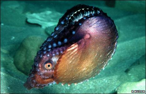 Female argonaut