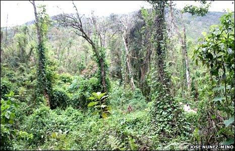 Forest in the Sierra de Bahoruco (Jose Nunez-Mino)