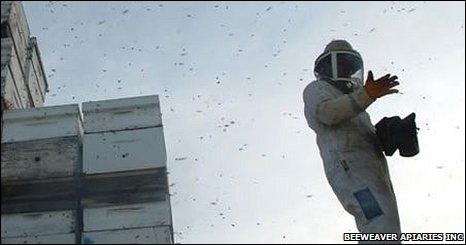 A beekeeper surrounded by bees, BeeWeaver Apiaries Inc