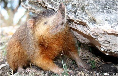 Hispaniolan solenodon (Jose Nunez-Mino)
