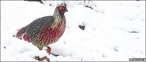 Blood pheasant (Image: Arthur Grosset)