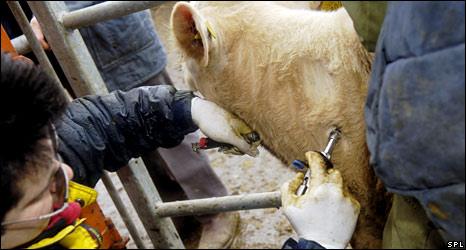 Cattle screening