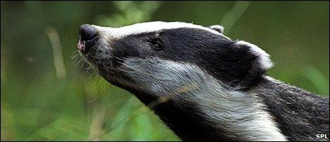 Badger