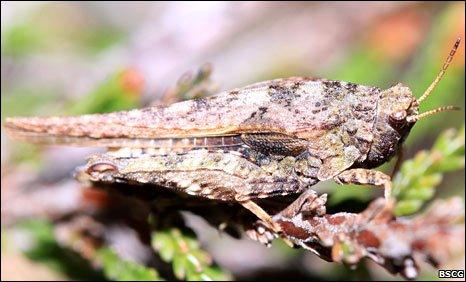 Slender groundhopper. Pic: BSCG