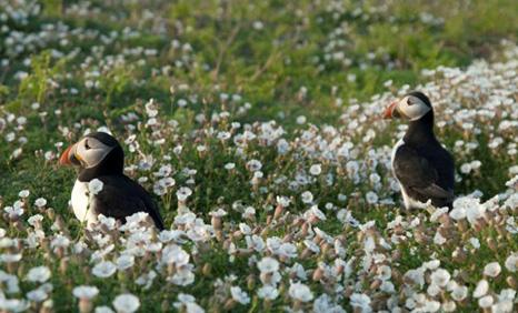 Puffins on Skomer island