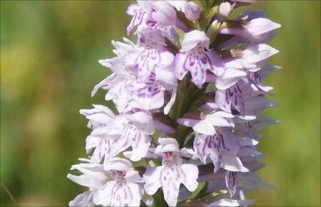 Northern marsh orchid