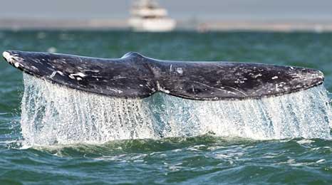 A whale's fluke seen off Mexico on 28 February 2010