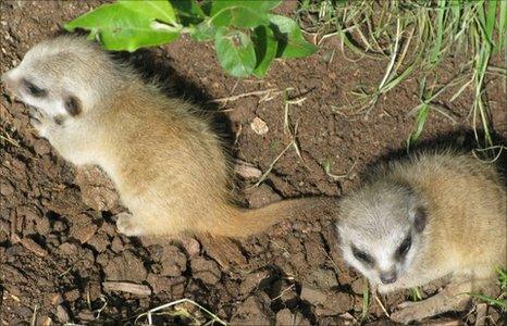 Meerkats