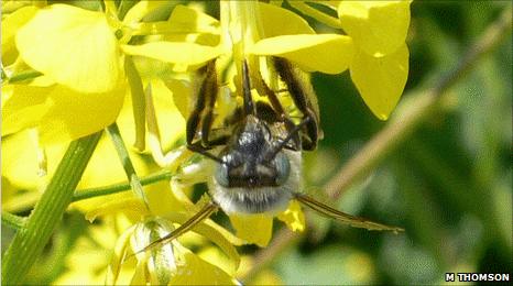 Eucera bee