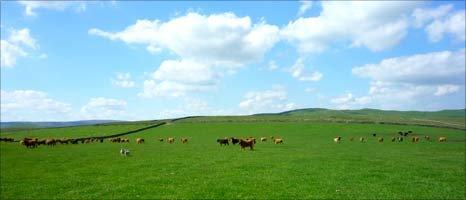 Cows at Lee Gate Farm