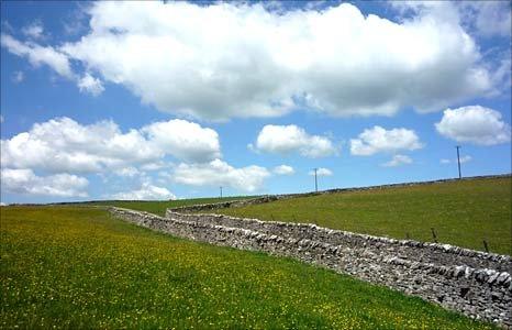 Hay meadow