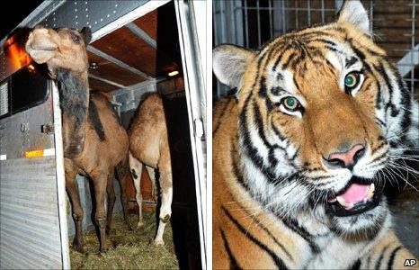 Camels Shawn and Todd, and Jonas the tiger after being found (22 June 2010)