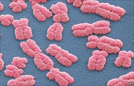 Human chromosomes (SPL)