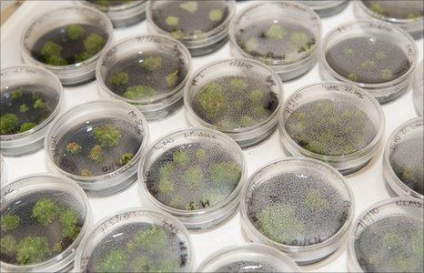 Anagramma fern growing in culture