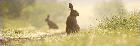 Irish hare
