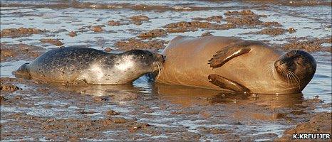 Harbour seal and pup (Image: K.Kreuijer)