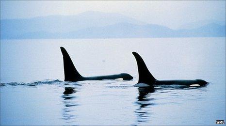 Orcas (SPL)