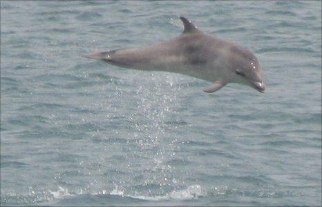 Leaping dolphin calf