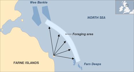 Map showing the foraging areas favoured by tagged puffins (Image: BBC)