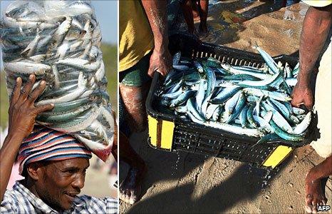 Sardine fishermen in previous years on beaches in Durban