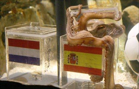 Paul the octopus chooses Spain to win the World Cup on 9 July, 2010