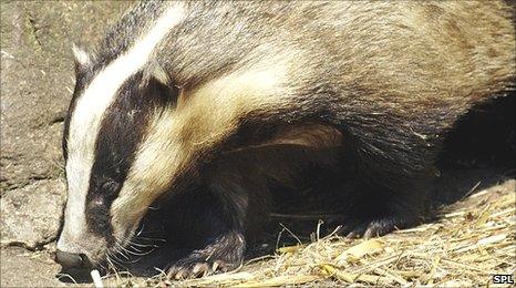 European Badger (Image: Science Photo Library)