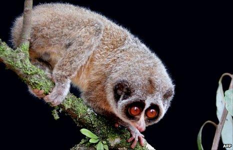 A Horton Plains slender loris pictured in Sri Lanka (handout image on 19 July 2010 from Zoological Society of London)