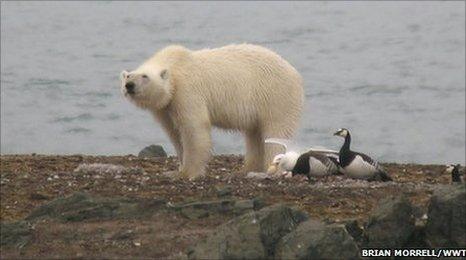 Polar bear and barnacle geese at Svalbard