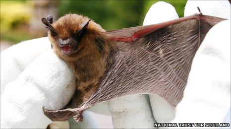 Pipistrelle bat