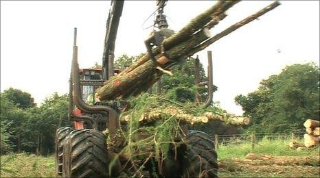 Trees being felled