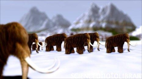 Woolly mammoths (Image: Science Photo Library)