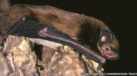 Leisler Bat