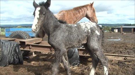 Horses rescued from the farm near Mallusk.